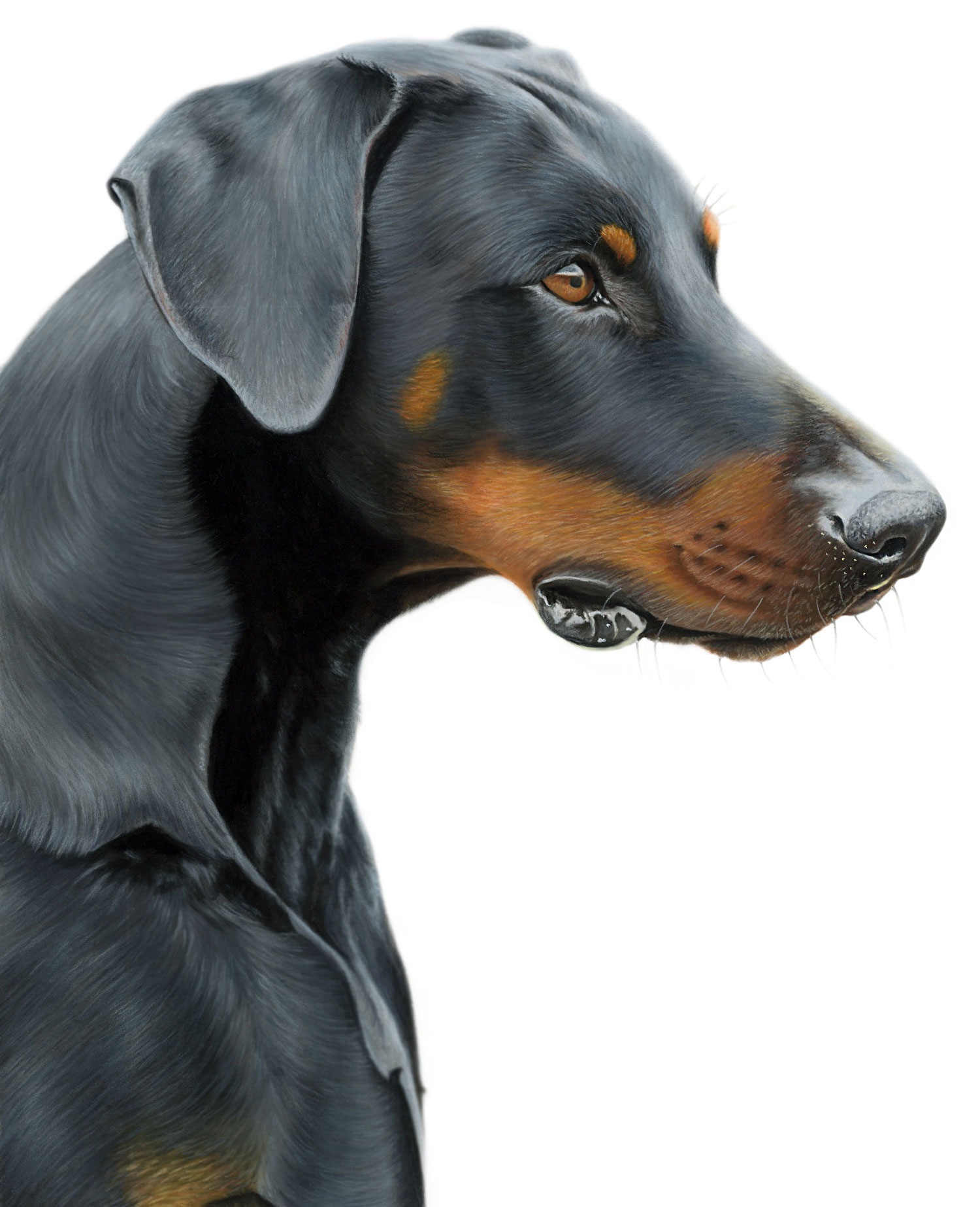 Dobermann Canvas or Giclee Print